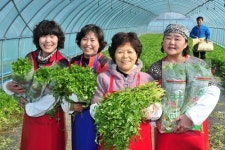 경산 청정 맥반석 미나리 본격 출하