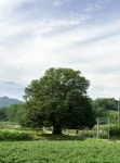 영주 태장리 느티나무 유전자 영구 보존