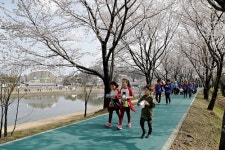 벚꽃 보러 상주 북천으로 오세요