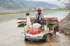 상주 모서면 백학리서 지역 첫 모내기