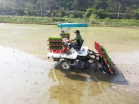 봉화군 봉화읍 유곡리, 지역 첫 모내기 실시