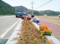 영덕군, 여름 손님맞이 꽃단장