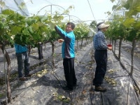 상주시 화동면·농협 등 일손부족 농가 도와