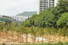 대구 달서구, 편백나무 힐링숲 조성