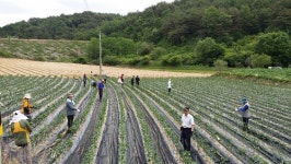 봉화군청, 상운면 하눌2리 이성걸씨 고추농장 일손도와