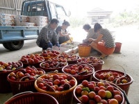 경산 와촌 자두·복숭아, 농원의 싱싱함과 향긋함을 그대로 전합니다