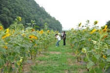의성 남대천 둔치 해바라기꽃 만개 눈길
