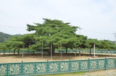 ‘만가지 형상’ 예천 석송령, 관광객 발길