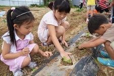 상주시 사벌초등학교, 가을배추 심어요