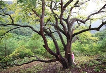 경북의 근대문화유산 이야기 여행- 영양군