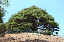 경북의 근대문화유산 이야기 여행- 영양군