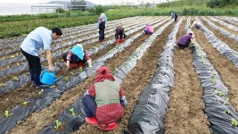 포항 청하면, 저소득층 자활사업 김장배추 심기