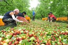 경산대추의 우수성 알린다