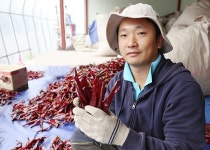 청년 농어업인, 경북이 미래다- (6)영양군 청기면 기포리 젊은 고추농사꾼  박현석·현웅 형제