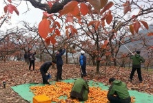 경북도청 직원들, 청도 감 농장 찾아 ‘구슬땀’