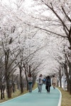 상주시 북천 자전거길 벚꽃 만개