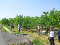 경북통상, 경산 자인면 대추농가 일손 돕기