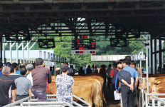 예천경매우시장, 개별 전자 경매방식 호평