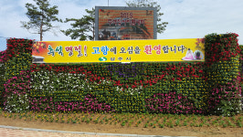 후천교 사거리 꽃벽 조성 눈길
