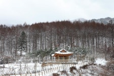 봉화군 춘양면 국립 백두대간수목원 설경
