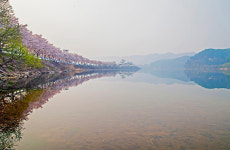 만개한 벚꽃과 어우러진 안동 주요명소 ‘장관’