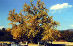 [고향&인물] 8.상주시 은척면