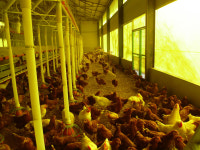 AI 확산으로 주목받는 동물복지 축산농장