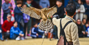 날렵하게...청도 매사냥 재연