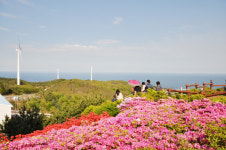 [포토갤러리] 봄바람 부는 영덕 풍력발전단지