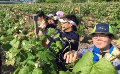 김천시, 농번기 과수농가 일손 돕기 ‘구슬땀’