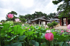 [포토갤러리] 경주 손곡마을 종오정 연꽃 만발