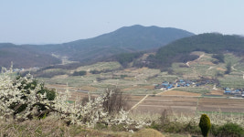 [농업이 미래다] 17. 의성 자두골 이야기