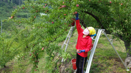 [농업이 미래다] 17. 의성 자두골 이야기