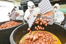 경북 ‘청정계란’ 자존심 구겼다