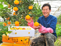 제주 한라봉이 경산지역 새소득원으로