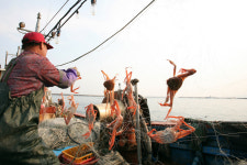겨울철 특미 명품 울진대게 27일 조업개시