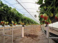 영주농기센터, 클로렐라 농법에 딸기 당도 ‘UP’