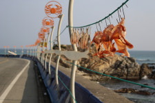 [해파랑길을 걷다] 21. 후포항~기성공용버스터미널