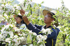 영주시, 과수농가 인공수분 도와드려요