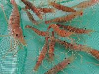 경북수산자원연구소, 독도 새우 12만 마리 울릉해역 방류