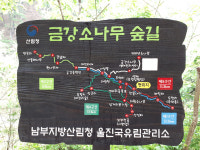 [길, 경북을 걷다] 6. 울진 십이령길(금강소나무 숲길)