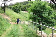 [핫플레이스를 가다] 13. 칠곡 양떼목장