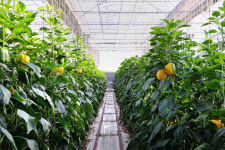 농업의 미래 싹 틔울 청년농부 친환경 스마트 농법에 반하다