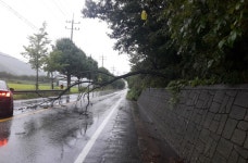 상주 내서면, 폭우로 국도 덮친 나무 긴급 제거