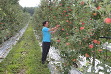 올바른 토양관리로 고품질 명품사과 재배 꿈 일궈