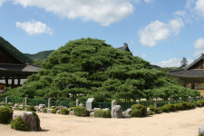 [길, 경북을 걷다] 13. 청도 운문사 솔바람길