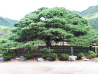 [길, 경북을 걷다] 13. 청도 운문사 솔바람길