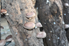 원목 표고버섯 재배 외길 35년 고집과 자부심이 키운 깊은 풍미