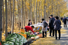 [핫플레이스를 가다] 29. 경주 도리마을