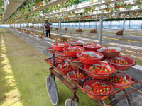 경북 유일 딸기 마이스터, 우리딸기 세계시장에 우뚝 세울 것